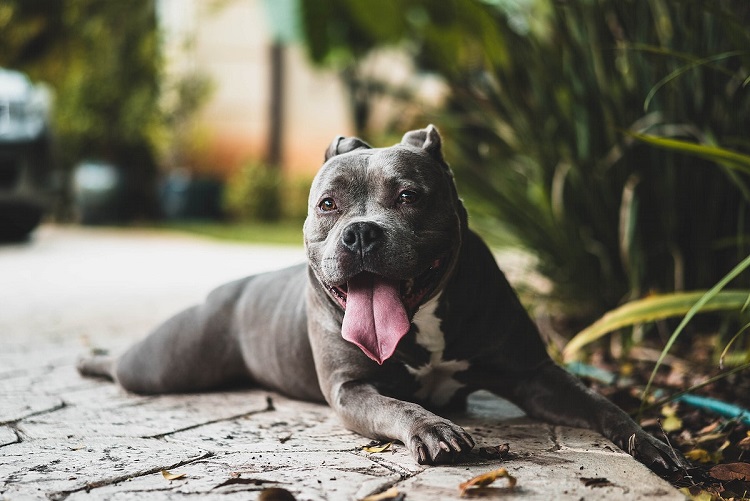 Why is the RSPCA defending the American Bully dog?